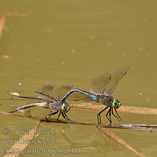 Anax parthenope bg5110