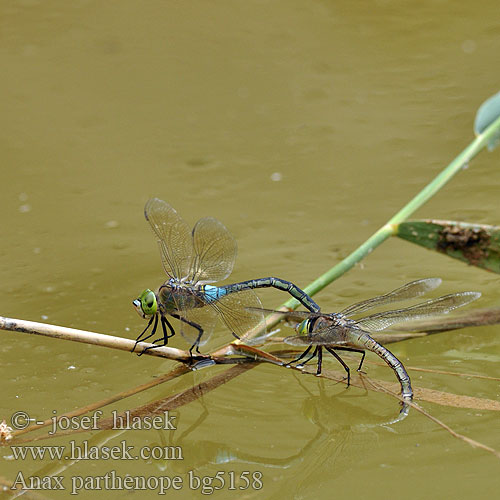 Anax parthenope bg5158