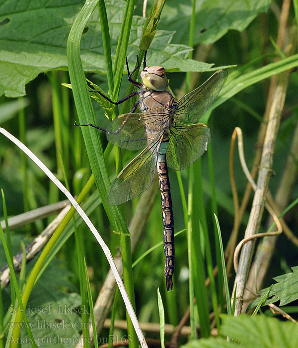 Anax_parthenope_bn7163