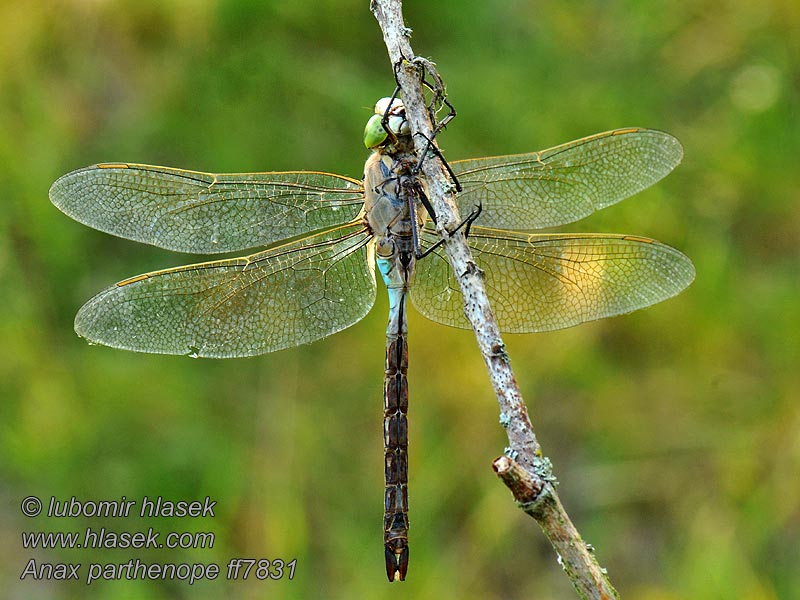 Kleine Königslibelle Anax parthenope