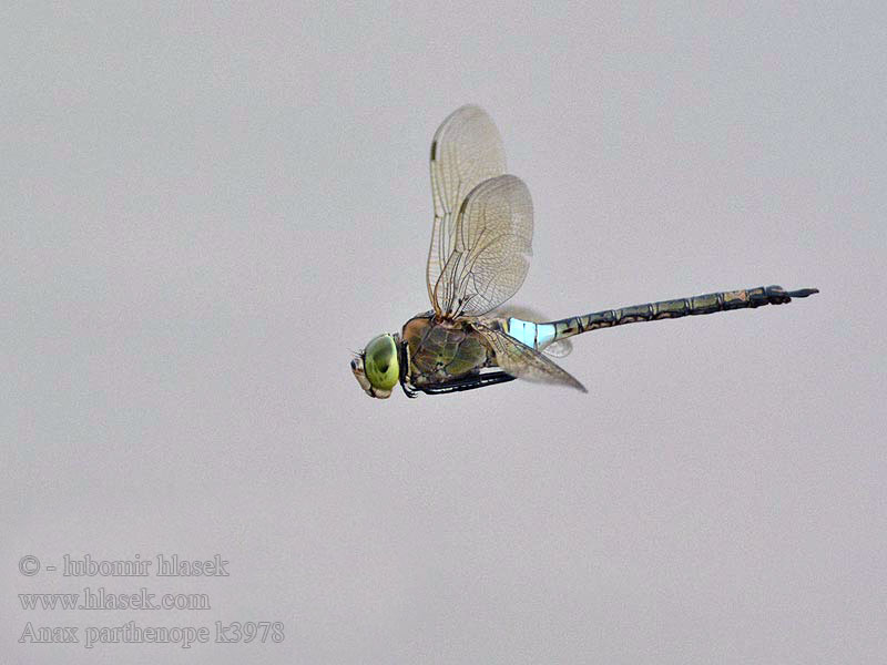 Дозорець малий Lesser Emperor Anax parthenope