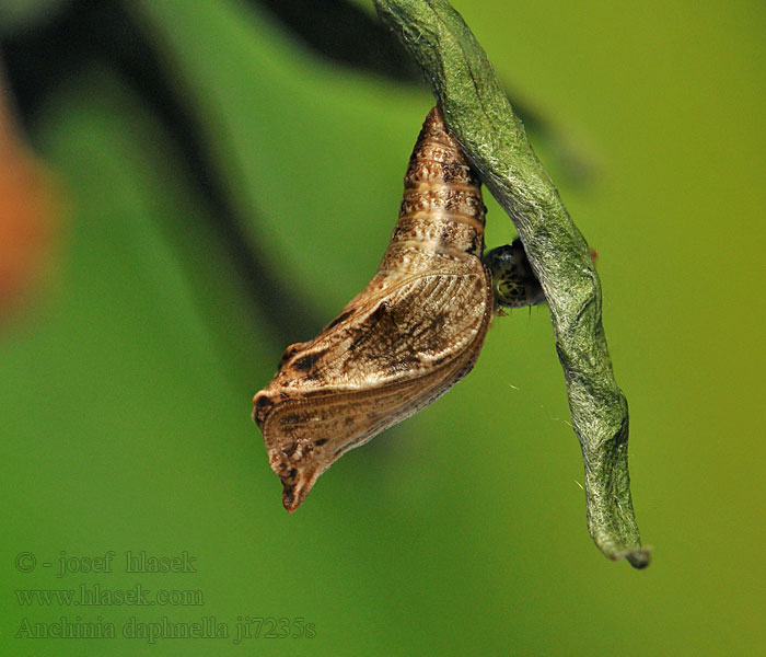 Anchinia daphnella