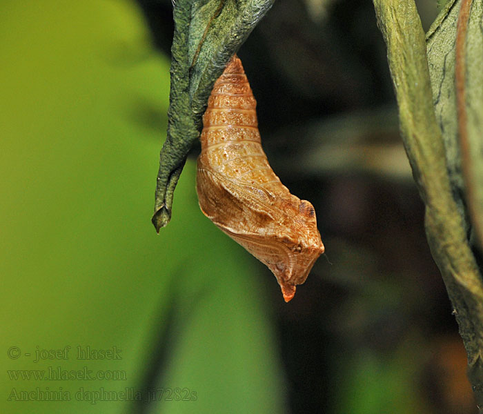 Anchinia daphnella