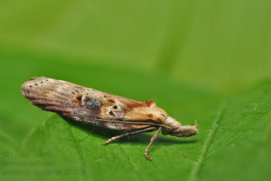 Anchinia daphnella