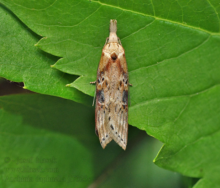 Anchinia daphnella