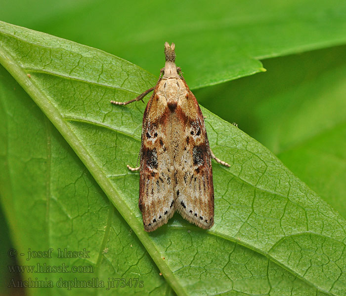 Anchinia daphnella