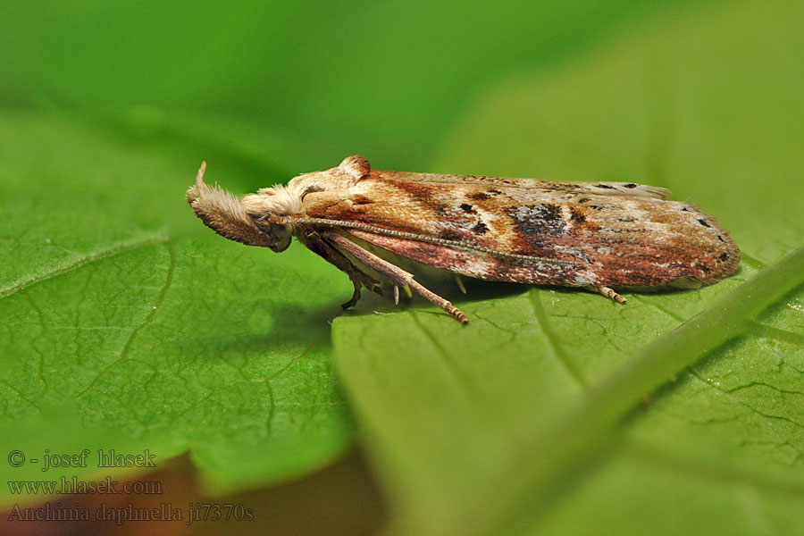 Anchinia daphnella