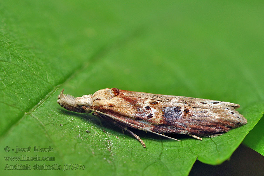 Anchinia daphnella