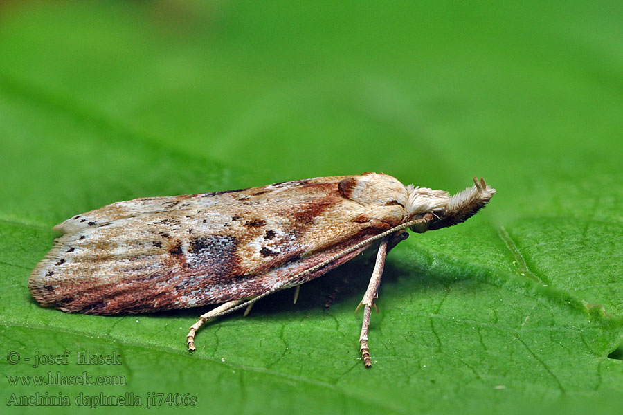 Anchinia daphnella