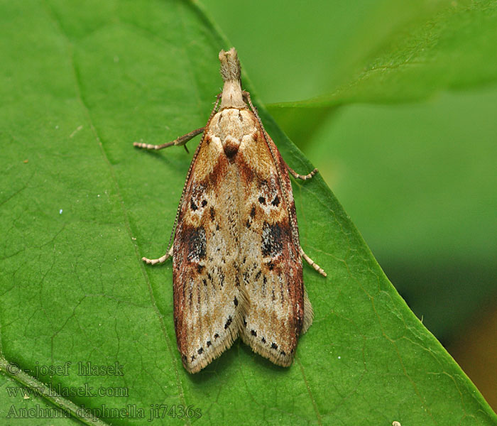 Anchinia daphnella