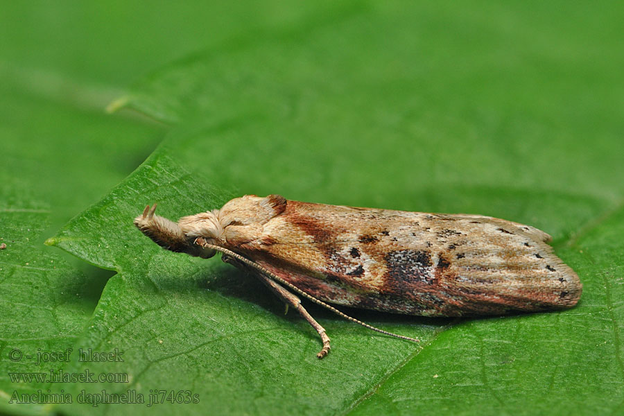 Anchinia daphnella