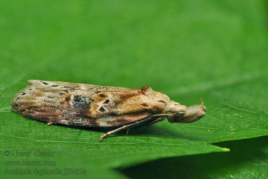 Anchinia daphnella