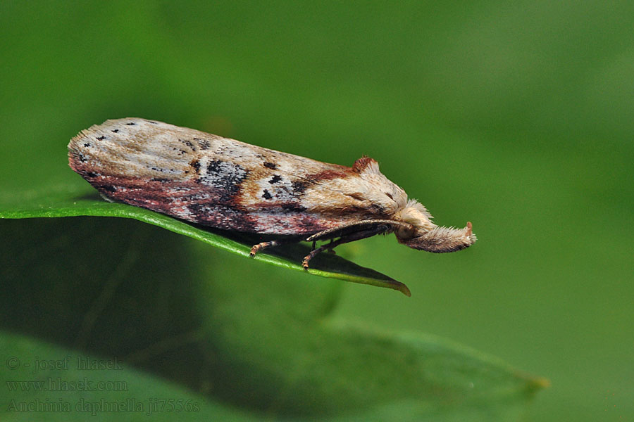 Anchinia daphnella