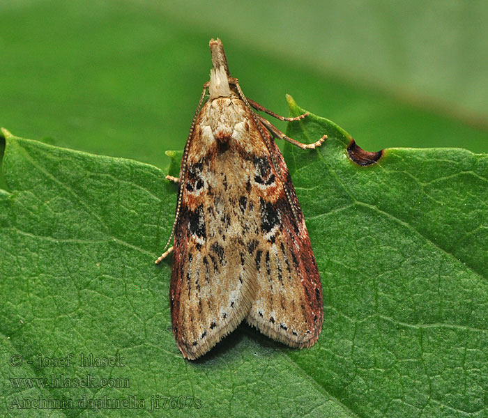 Anchinia daphnella