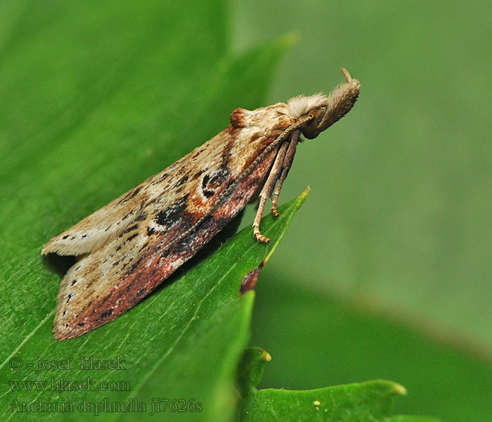 Stor tibastmal Anchinia daphnella