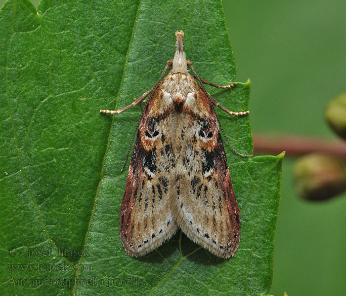 Humusovka lykovcová Anchinia daphnella