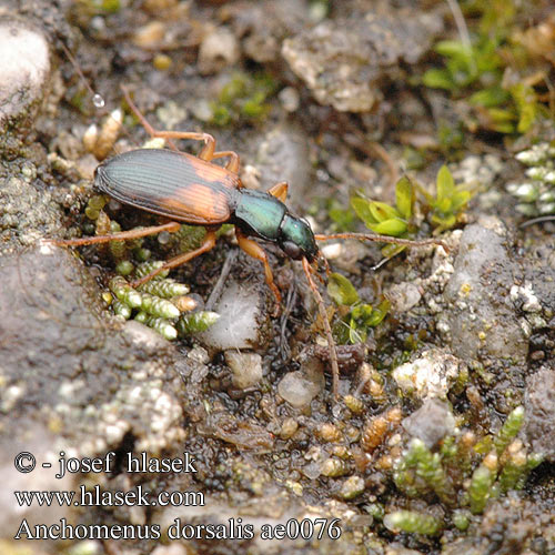 Anchomenus dorsalis ae0076