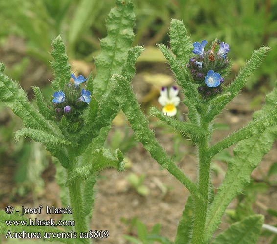 Anchusa arvensis Prlina polní Acker-Ochsenzunge Small bugloss