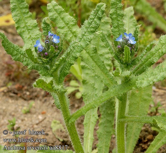 Anchusa arvensis aa8817