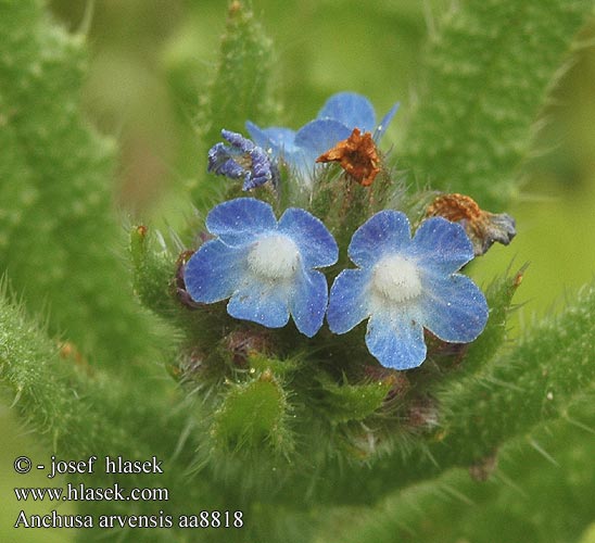 Anchusa arvensis Fårtunga Kromhals Воловик полевой