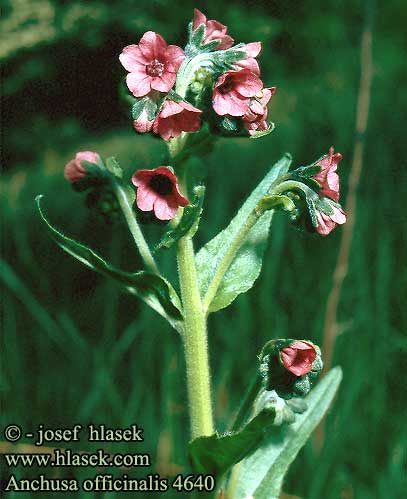 Anchusa officinalis Alkanet Lage-Oksetunge Rohtorasti Buglosse officinale