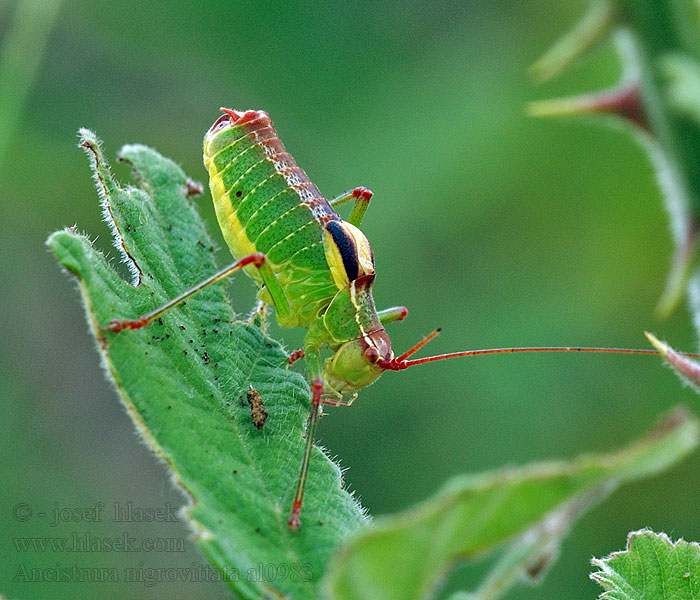 Ancistrura nigrovittata