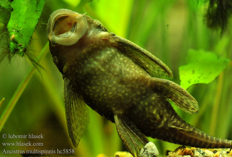 Ancistrus multispinnis Krunýřovec mnohoostný mnohotrný Blauer Antennenwels Wąsacz kolczasty Анциструс мультиспиннис