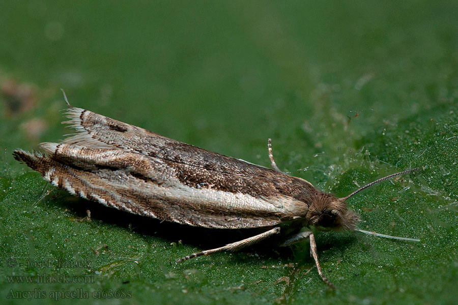 Ancylis apicella