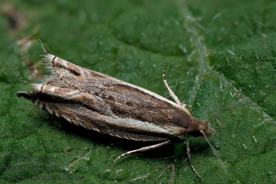 Ancylis apicella Obaľovač krušinový