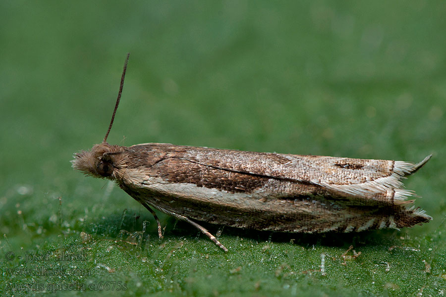 Ancylis apicella Fijngestreepte haakbladrol