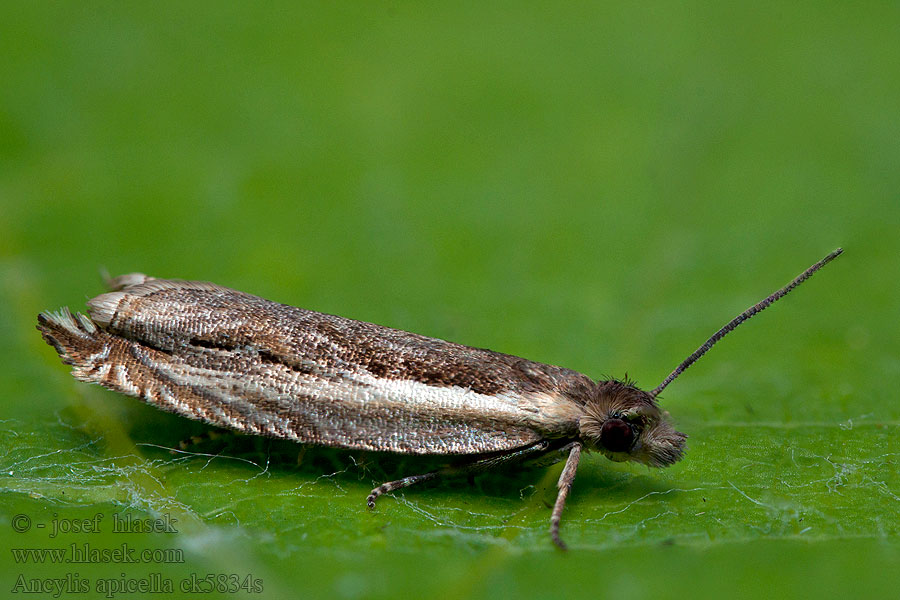 Ancylis apicella Långsikelvecklare