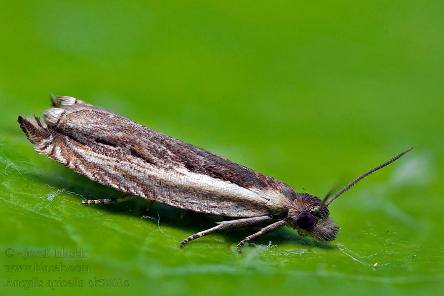 Ancylis apicella Stripesigdvikler