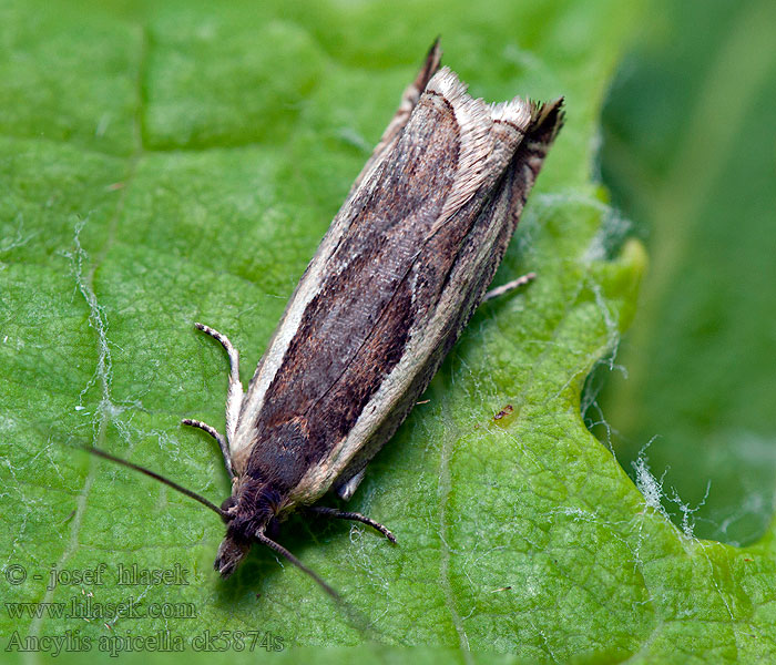 Obaľovač krušinový Ancylis apicella