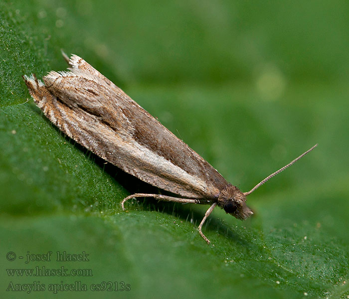 Ancylis apicella