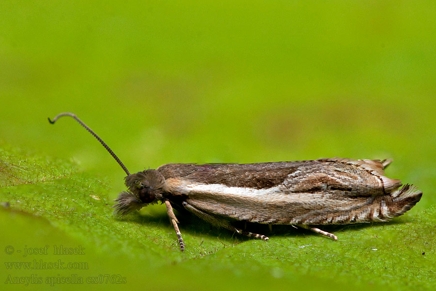 Ancylis apicella