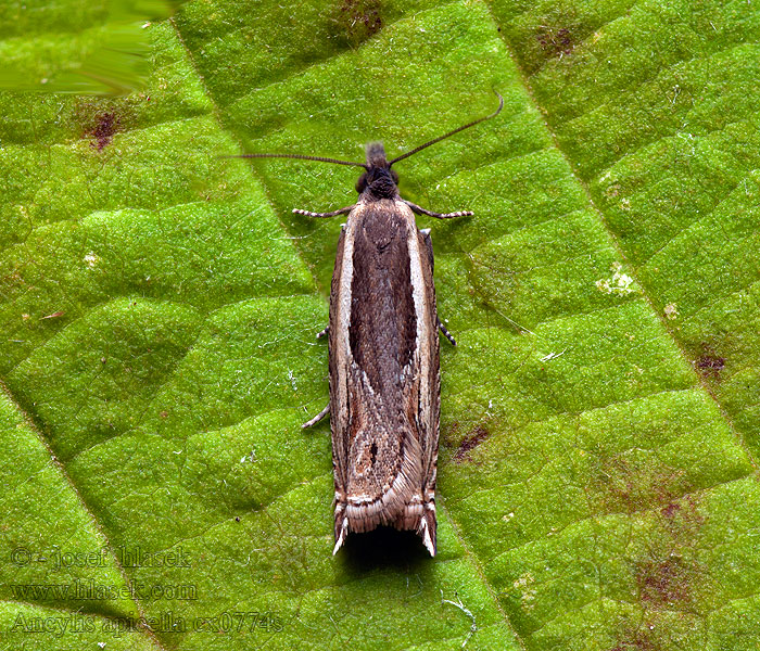 Ancylis apicella