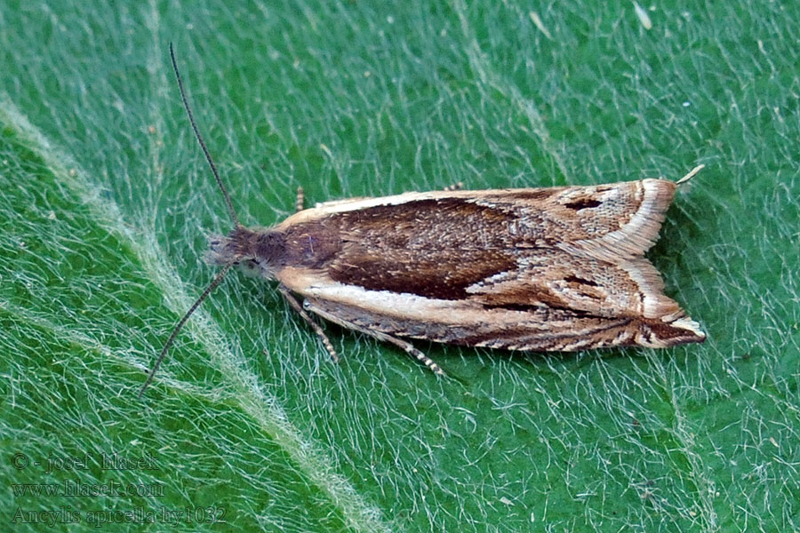 Fijngestreepte haakbladrol Ancylis apicella