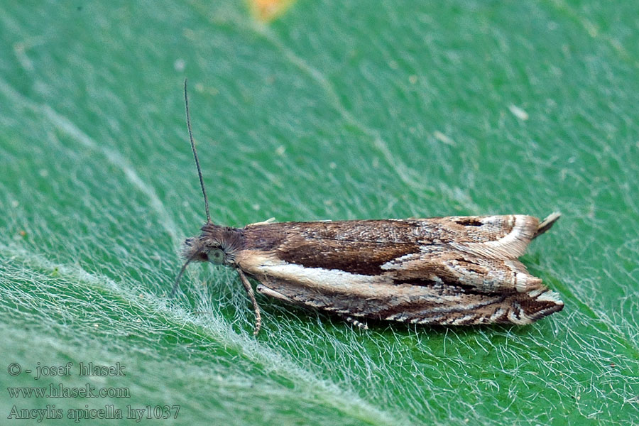 Långsikelvecklare Ancylis apicella