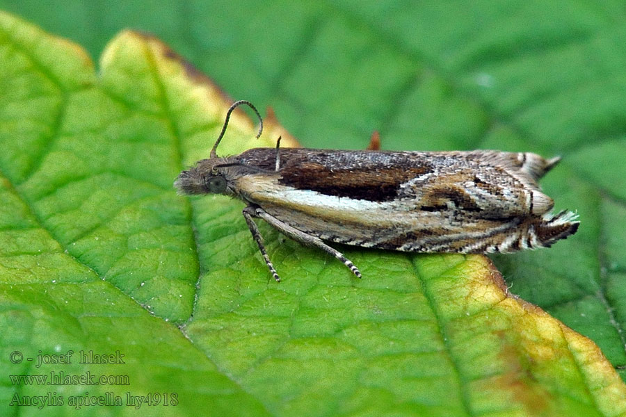 Stripesigdvikler Ancylis apicella