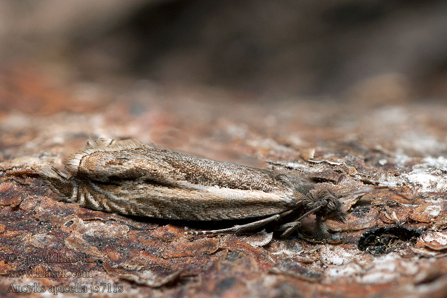 Ancylis apicella