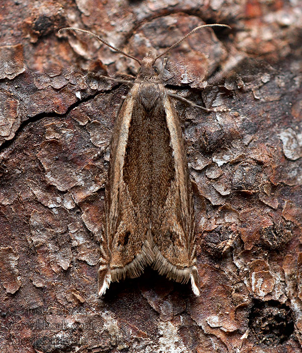 Långsikelvecklare Stripesigdvikler Ancylis apicella