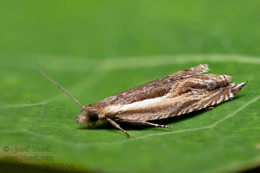 Fijngestreepte haakbladrol Ancylis apicella