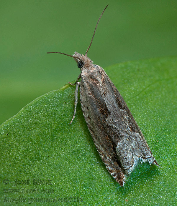 Obaľovač oblúčkatý Grijze haakbladroller Ancylis geminana