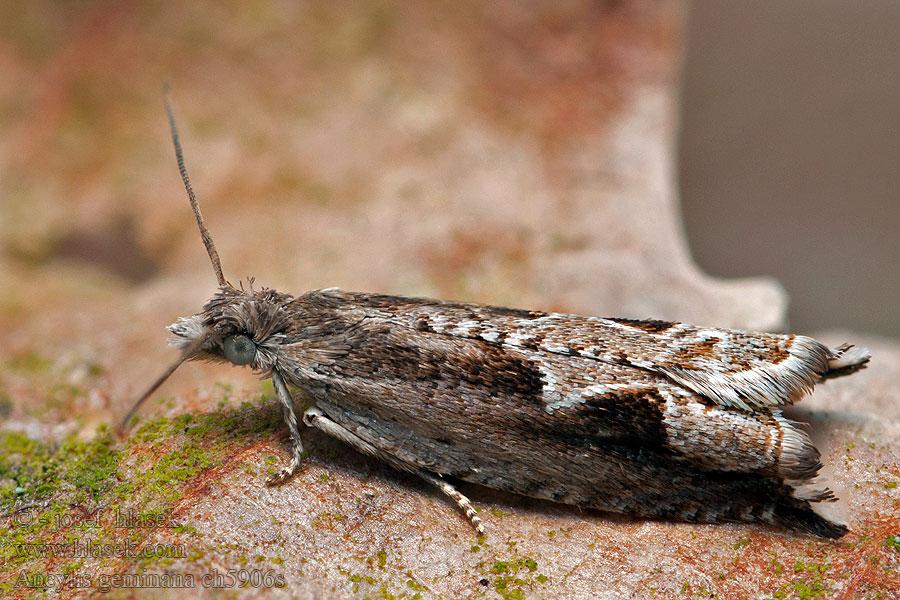 Ancylis geminana