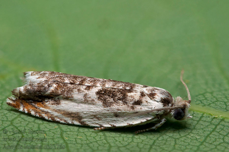 Ancylis laetana Aspsikelvecklare Aspeseglvikler