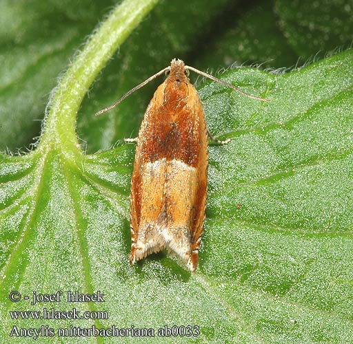 Ancylis mitterbacheriana Obaleč hnědoskvrnný