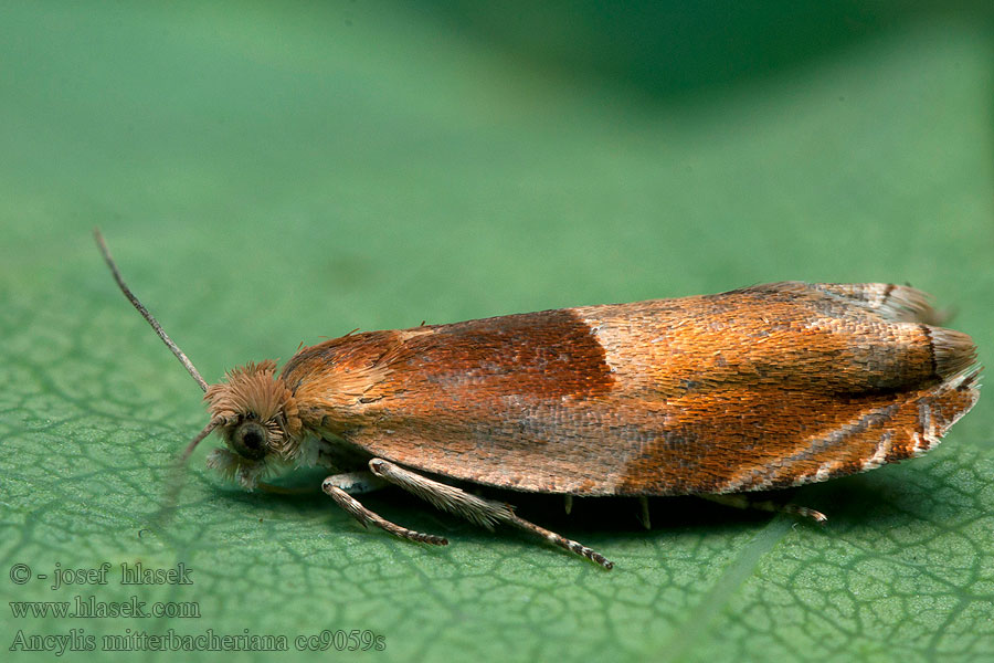 Ancylis mitterbacheriana Obaľovač Mitterbacherov