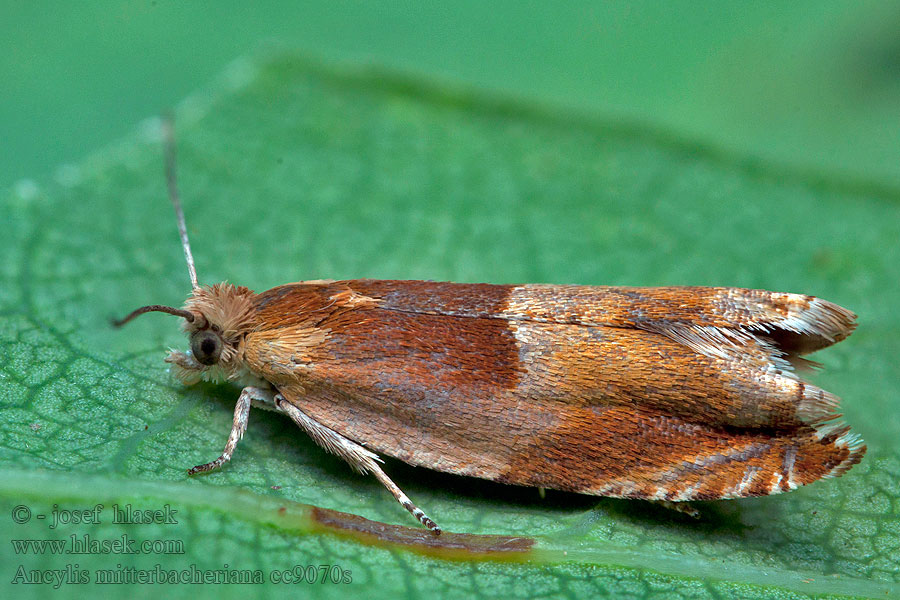 Ancylis mitterbacheriana Oranje haakbladroller