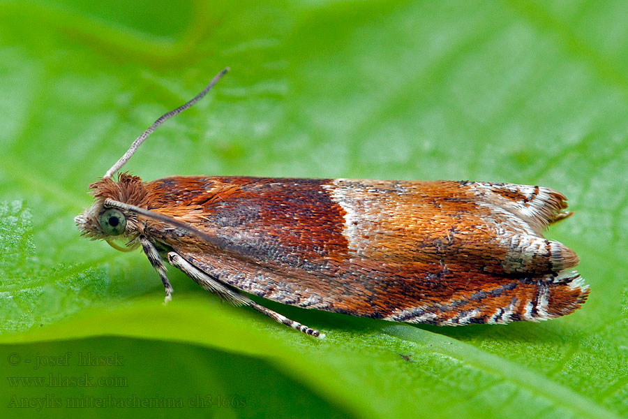 Oranje haakbladroller Ancylis mitterbacheriana