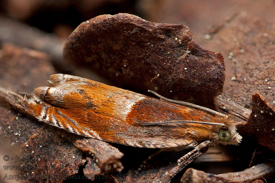 Серпокрыльница дубовая Eksikelvecklare Ancylis mitterbacheriana